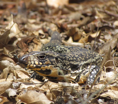 Salvator merianae merianae