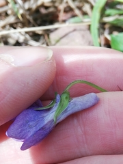 Viola × bavarica