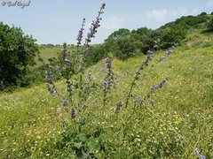 Salvia indica