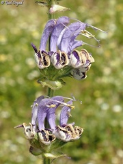 Salvia indica