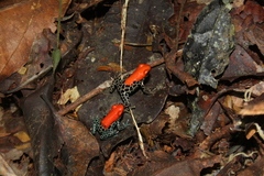 Ranitomeya reticulata