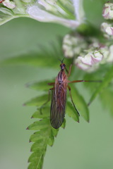 Empis digramma