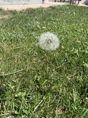 Taraxacum
