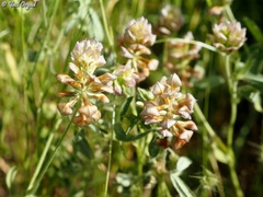 Trifolium grandiflorum