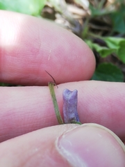 Viola × bavarica