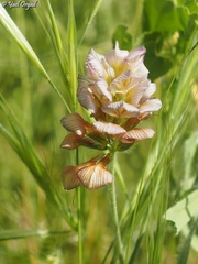 Trifolium grandiflorum