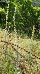 Verbascum damascenum