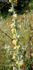 Verbascum damascenum