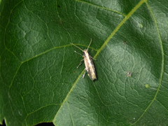 Labdia oxychlora