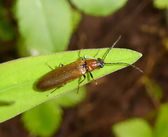 Denticollis linearis