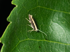 Labdia oxychlora