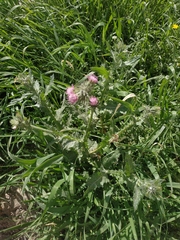 Carduus arabicus