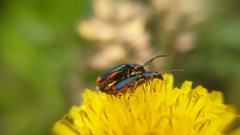 Haplomalachius flabellatus
