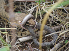 Philodryas nattereri