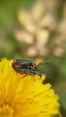 Haplomalachius flabellatus