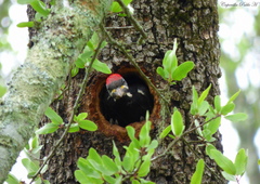 Dryocopus schulzii
