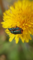 Haplomalachius flabellatus