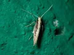 Labdia oxychlora