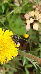 Haplomalachius flabellatus