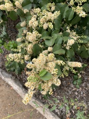 Prunus ilicifolia ilicifolia