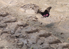 Heraclides anchisiades capys