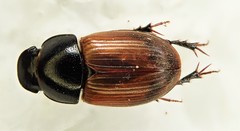 Acrossus rubripennis