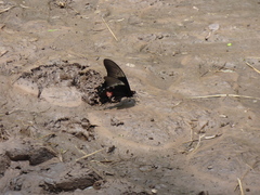 Heraclides anchisiades capys