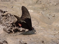 Heraclides anchisiades capys