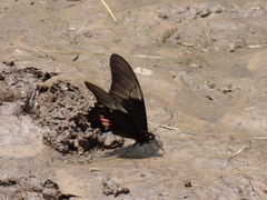 Heraclides anchisiades capys