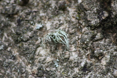Ramalina fraxinea