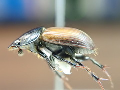 Acrossus rubripennis