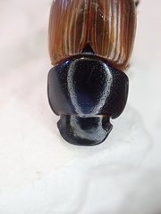 Acrossus rubripennis