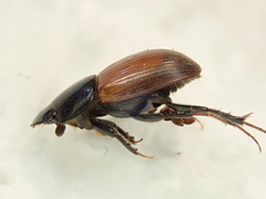 Acrossus rubripennis