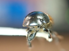 Acrossus rubripennis