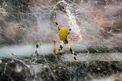 Trichonephila clavipes