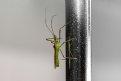 Atopozelus