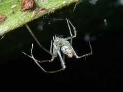 Chrysso lingchuanensis