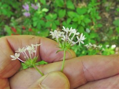 Valerianella ozarkana