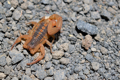 Centruroides ornatus