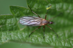Empis digramma