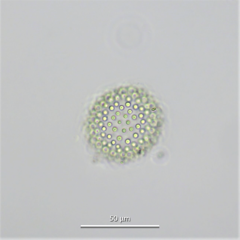 Coelosphaerium