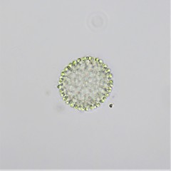 Coelosphaerium
