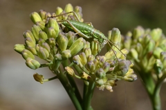 Ephippiger diurnus diurnus