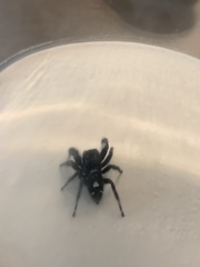 Phidippus audax