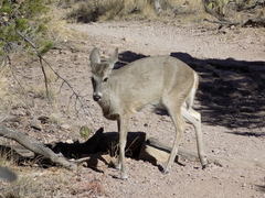 Odocoileus virginianus carminis