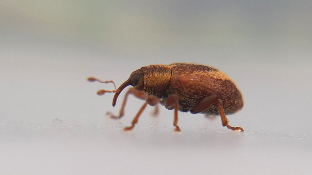 Lignyodes suturatus