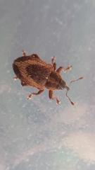 Lignyodes suturatus