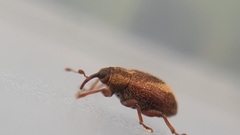 Lignyodes suturatus
