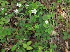 Rubus steelei