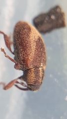 Lignyodes suturatus